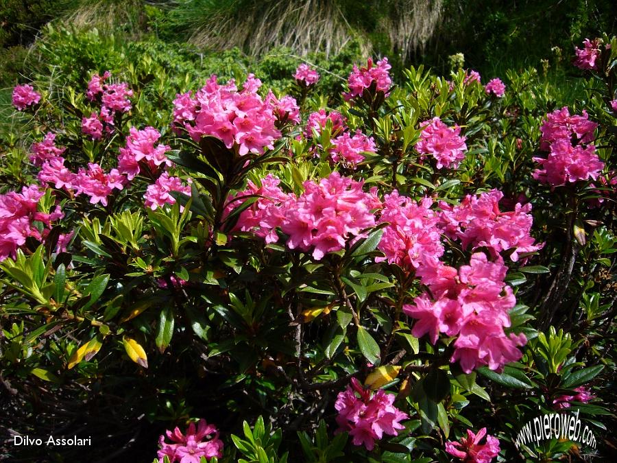 11 Il colore stupendo del rododendro.JPG